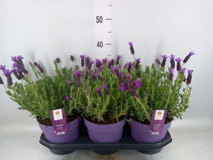 <h4>Lavandula stoec. 'Anouk'</h4>