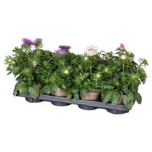 Callistephus mix in tray