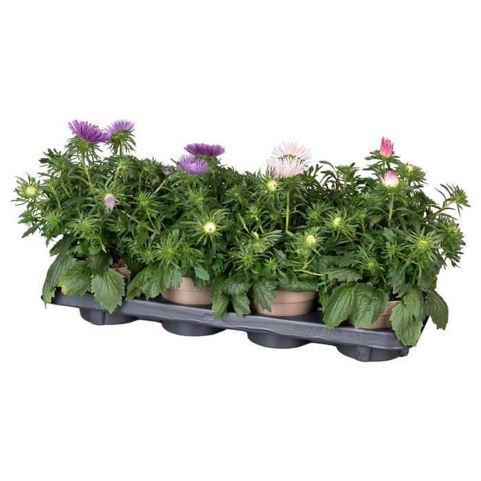 <h4>Callistephus mix in tray</h4>