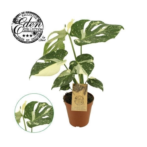 <h4>Monstera Thai constellation 15cm</h4>