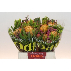 BQ Nutans Soleil Carroussel