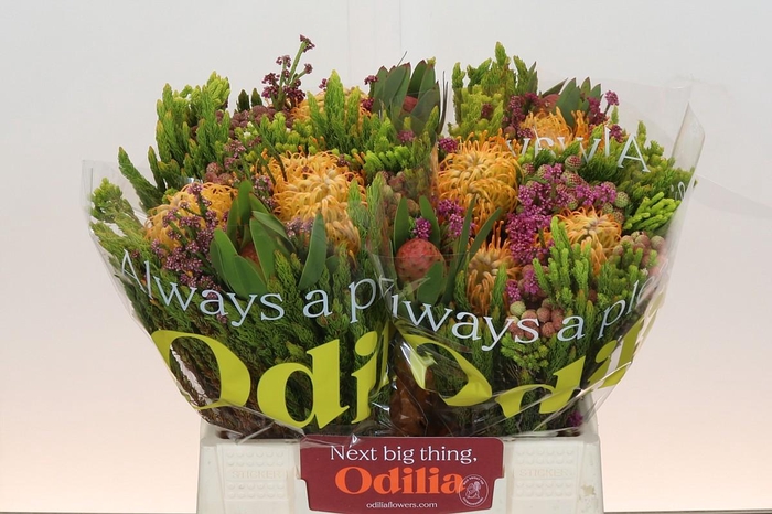 <h4>BQ Nutans Soleil Carroussel</h4>