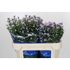 Aster Cassandra