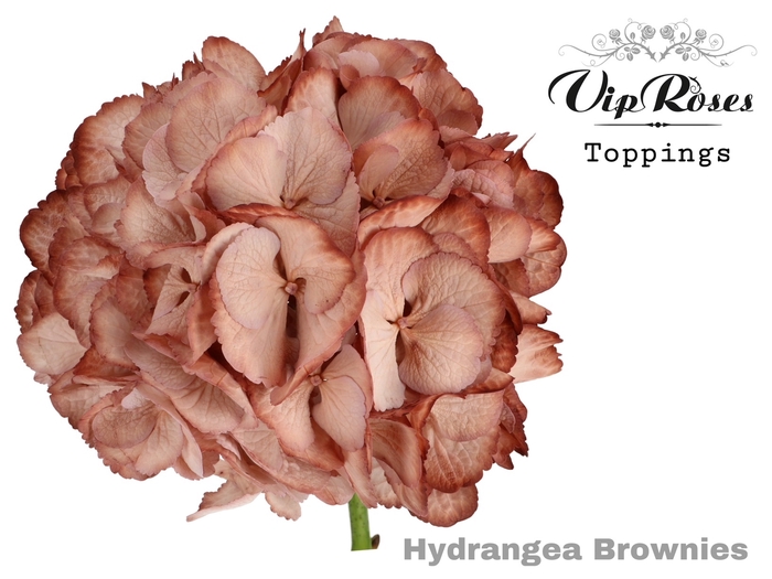 <h4>HYDR M BROWNIES 60 CM</h4>
