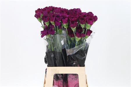 <h4>Di St Zafiro</h4>