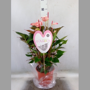 Anthurium  'Pr. Amalia Hot Lips''