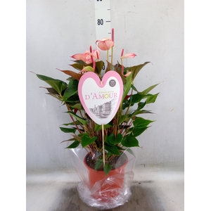 Anthurium  'Pr. Amalia Hot Lips''