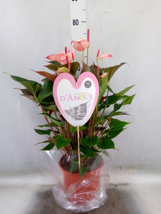 <h4>Anthurium  'Pr. Amalia Hot Lips''</h4>