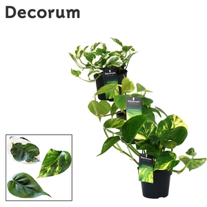 Mix Scindapsus (Epipremnum) / Philodendron gemengd DECORUM