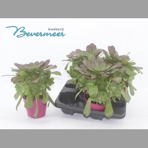 AEONIUM AB VELOURS