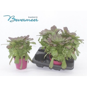 AEONIUM AB VELOURS