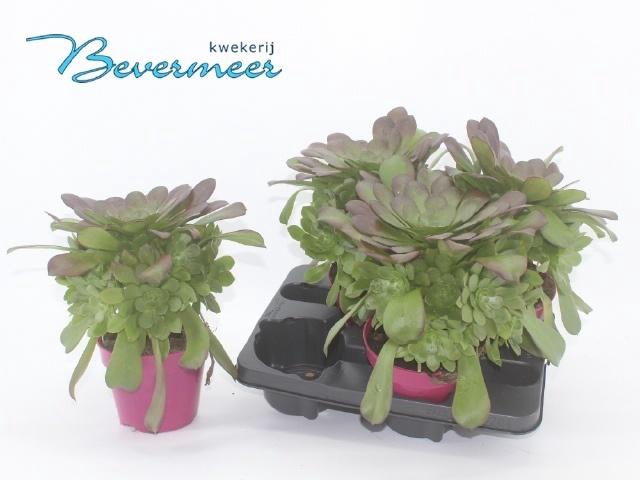 <h4>AEONIUM AB VELOURS</h4>