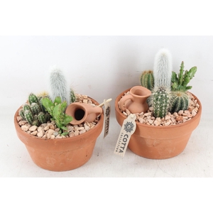 arr2 UB - Terra cotta 955/3 cactus