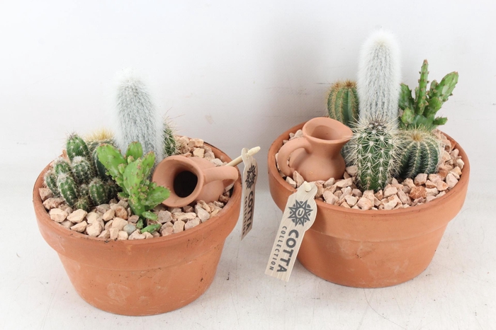 <h4>arr2 UB - Terra cotta 955/3 cactus</h4>