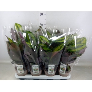 Calathea  'Beautystar'