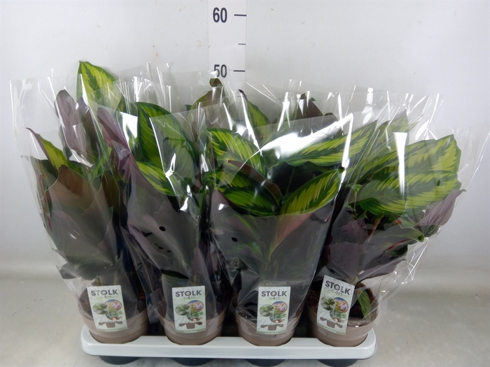 <h4>Calathea  'Beautystar'</h4>