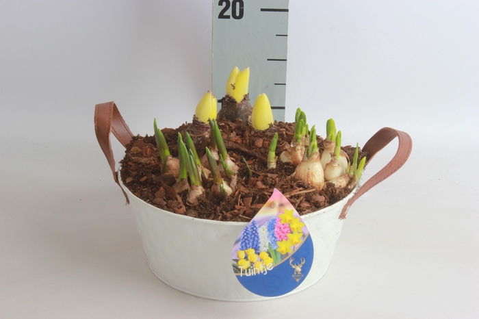 <h4>ARR TUINPLANTEN</h4>