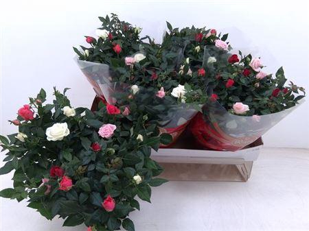 <h4>Ro Fav Festiv Gem Ip</h4>