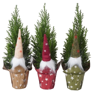 PTK25119 Ellwoodii in papieren potcover mix met decoratie