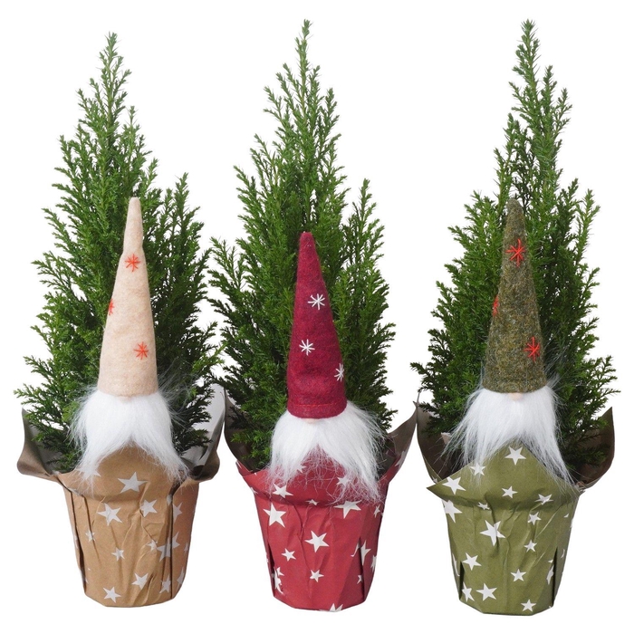 <h4>PTK25119 Ellwoodii in papieren potcover mix met decoratie</h4>