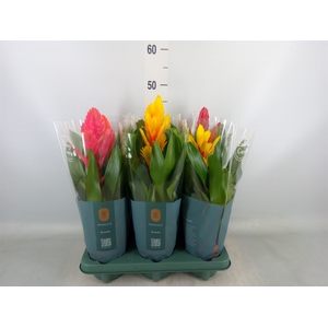 Vriesea   ...mix
