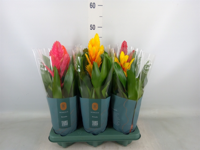 <h4>Vriesea   ...mix</h4>