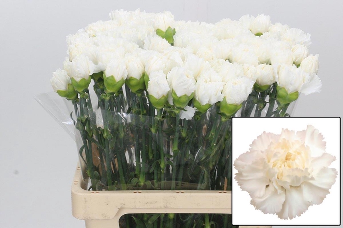 <h4>DI ST HOLLY</h4>