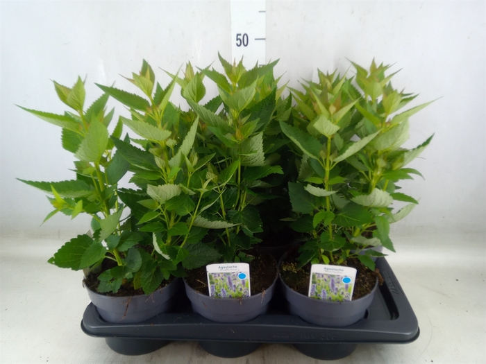 <h4>Agastache  'Blue Fortune'</h4>