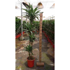 Dracaena overig