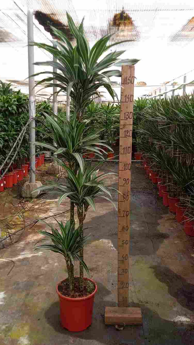 Dracaena overig