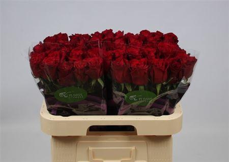 <h4>R Gr Ever Red</h4>