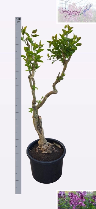 <h4>SYRI V SENSATION</h4>