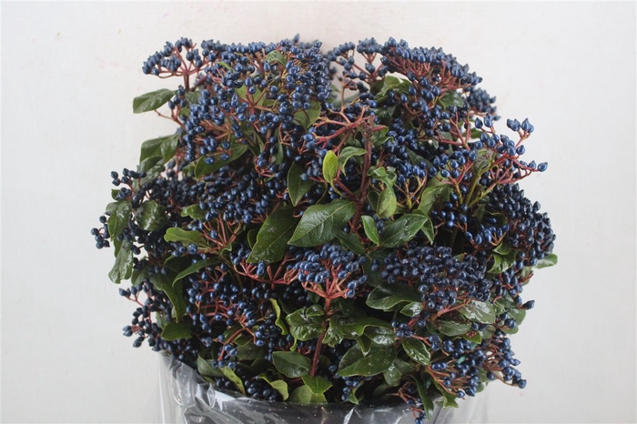 <h4>Vib Berry Blue P Bunch</h4>