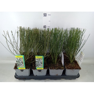 Cytisus praecox   ...