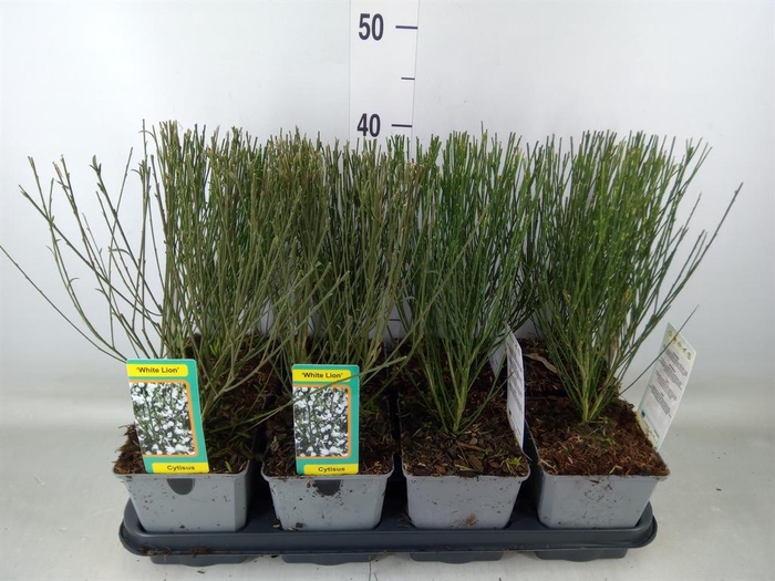 <h4>Cytisus praecox   ...</h4>