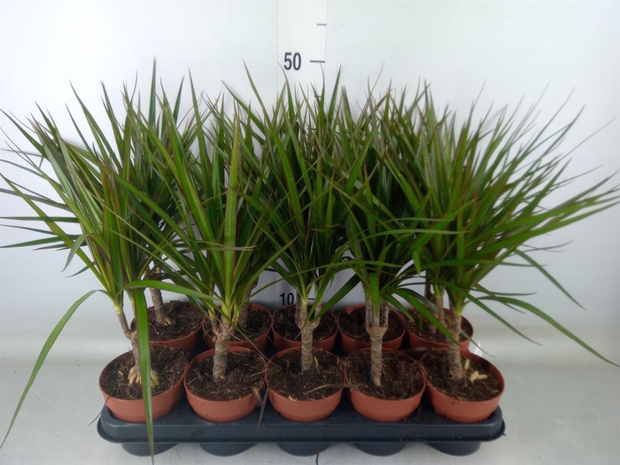 <h4>Dracaena marg.</h4>