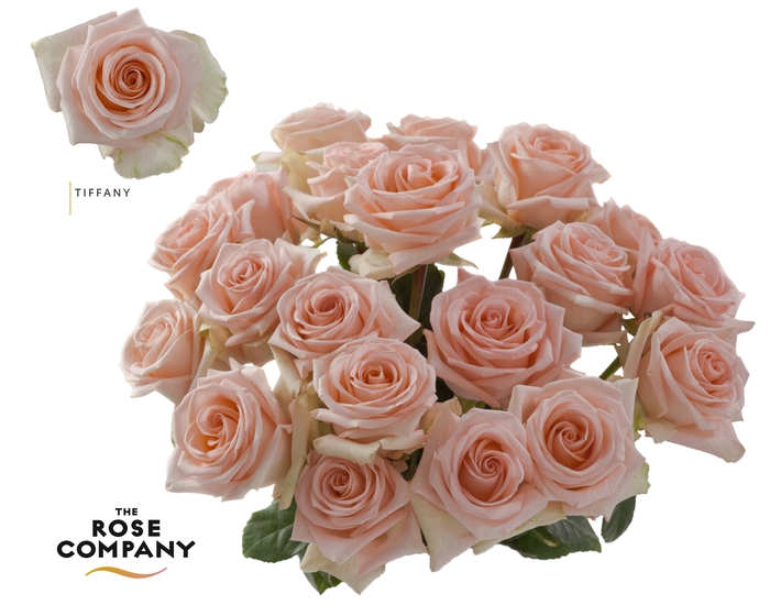 <h4>Rosa Ec Tiffany</h4>