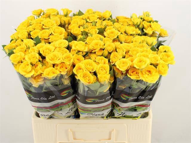 <h4>R TR YELLOW BABE</h4>