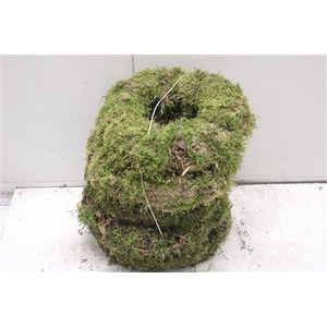 Krans Moss 30cm
