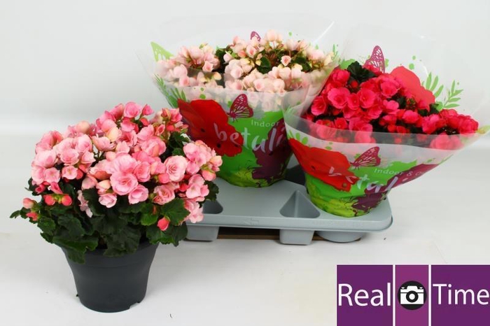 <h4>BEG EN BETULIA GEM</h4>