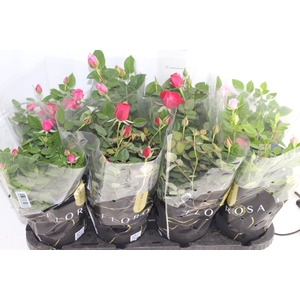 ROSEIRA MINI P13