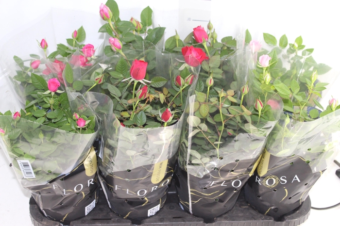 <h4>ROSEIRA MINI P13</h4>