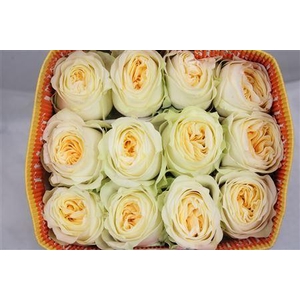 Rosa GR 'Buttercup'