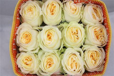 <h4>Rosa GR 'Buttercup'</h4>