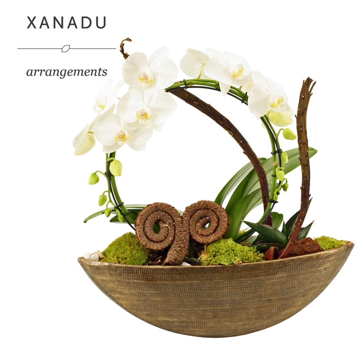 <h4>Xanadu Berlin</h4>