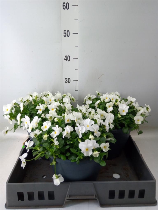 <h4>Viola corn. 'Evo Mini White'</h4>