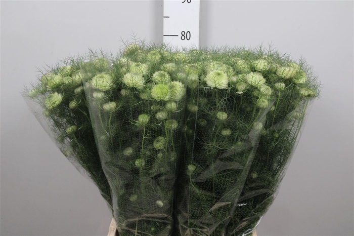 <h4>Nige D Double Deuce</h4>