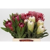 Protea Mix