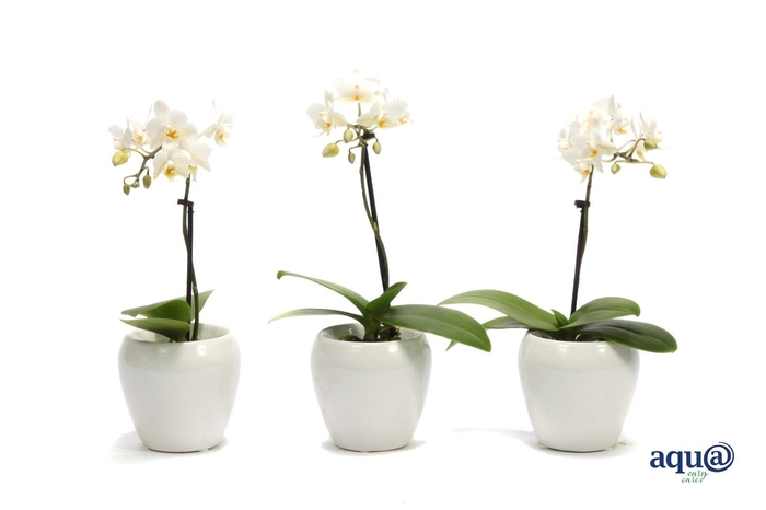 <h4>Lisa White Tiny Dolls Wit 1T7+ Aqu@</h4>