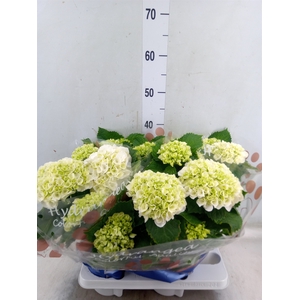 Hydrangea mac. 'Crystal Palace'
